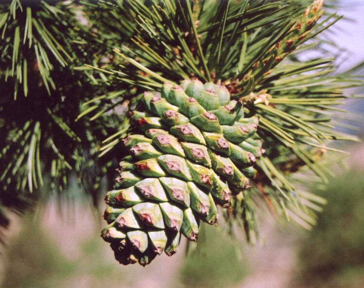 گیاه چلغوز